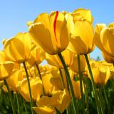 Yellow Tulips and Capitol Building